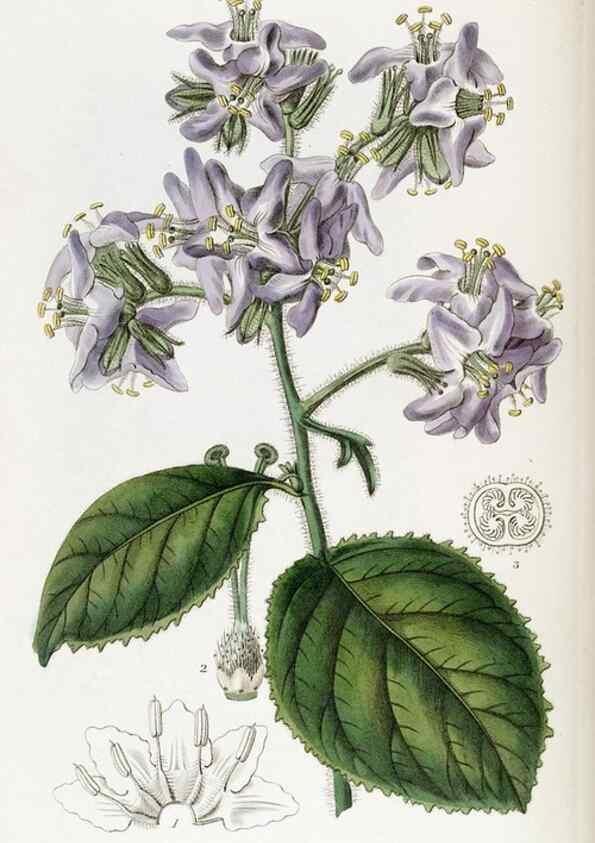 Reproducción/Reproduction 49822037056: Edwards's botanical register.. London :James Ridgway,1829-1847.. 
