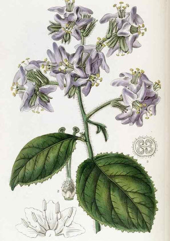 Reproducción/Reproduction 49822037056: Edwards's botanical register.. London :James Ridgway,1829-1847.. 