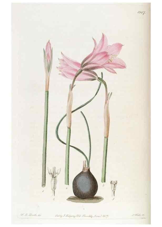Reproducción/Reproduction 49822037461: Edwards's botanical register.. London :James Ridgway,1829-1847.. 