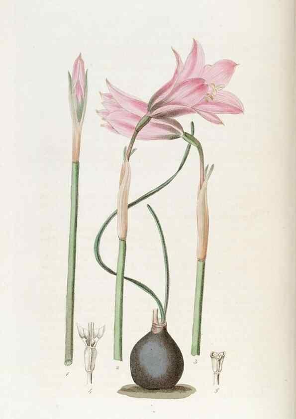Reproducción/Reproduction 49822037461: Edwards's botanical register.. London :James Ridgway,1829-1847.. 