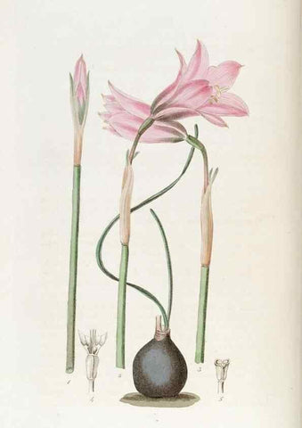 Reproducción/Reproduction 49822037461: Edwards's botanical register.. London :James Ridgway,1829-1847.. 