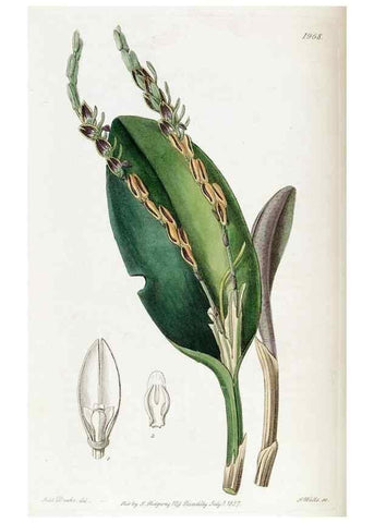 Reproducción/Reproduction 49822350602: Edwards's botanical register.. London :James Ridgway,1829-1847.. 