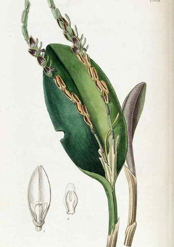 Reproducción/Reproduction 49822350602: Edwards's botanical register.. London :James Ridgway,1829-1847.. 