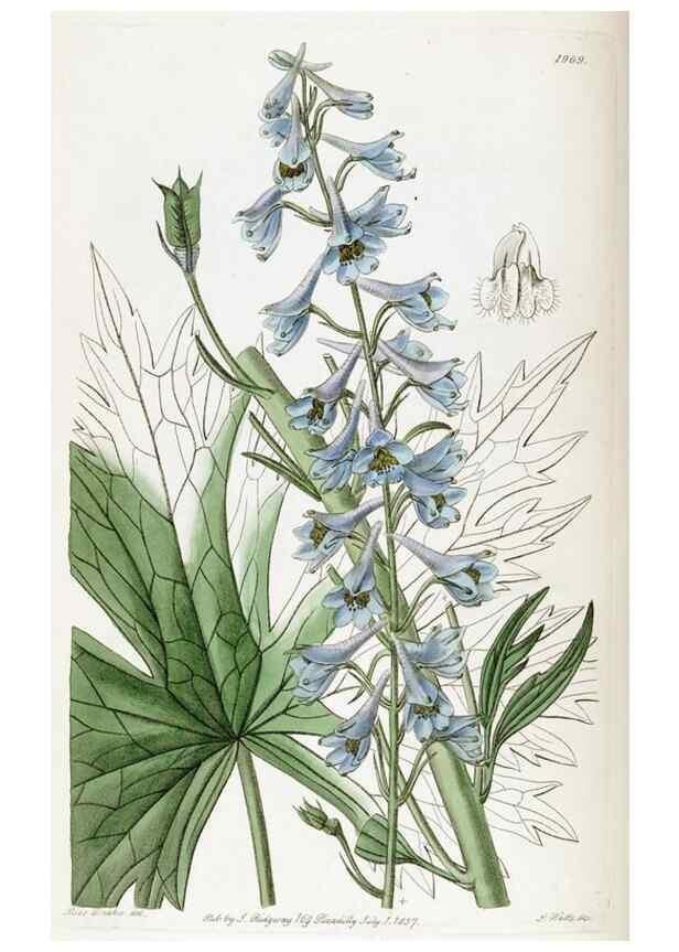 Reproducción/Reproduction 49822350992: Edwards's botanical register.. London :James Ridgway,1829-1847.. 