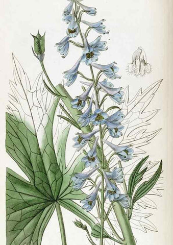 Reproducción/Reproduction 49822350992: Edwards's botanical register.. London :James Ridgway,1829-1847.. 