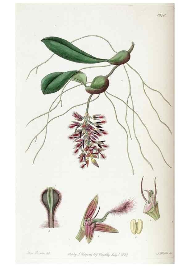Reproducción/Reproduction 49821501043: Edwards's botanical register.. London :James Ridgway,1829-1847.. 
