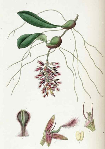 Reproducción/Reproduction 49821501043: Edwards's botanical register.. London :James Ridgway,1829-1847.. 