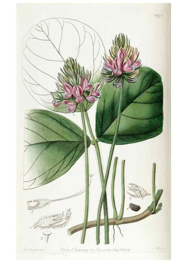 Reproducción/Reproduction 49822105501: Edwards's botanical register.. London :James Ridgway,1829-1847.. 