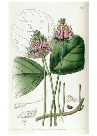 Reproducción/Reproduction 49822105501: Edwards's botanical register.. London :James Ridgway,1829-1847.. 