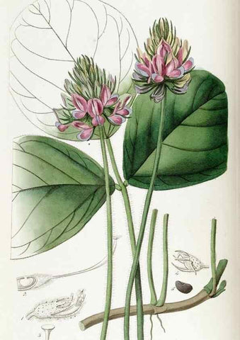Reproducción/Reproduction 49822105501: Edwards's botanical register.. London :James Ridgway,1829-1847.. 