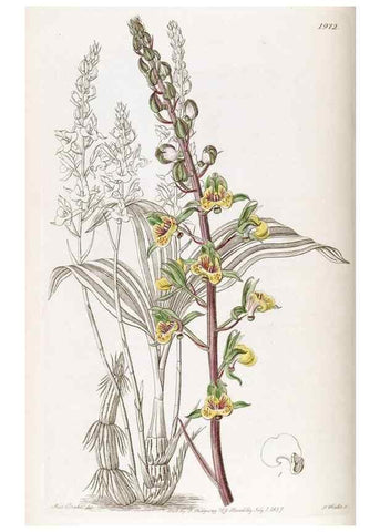 Reproducción/Reproduction 49822419712: Edwards's botanical register.. London :James Ridgway,1829-1847.. 