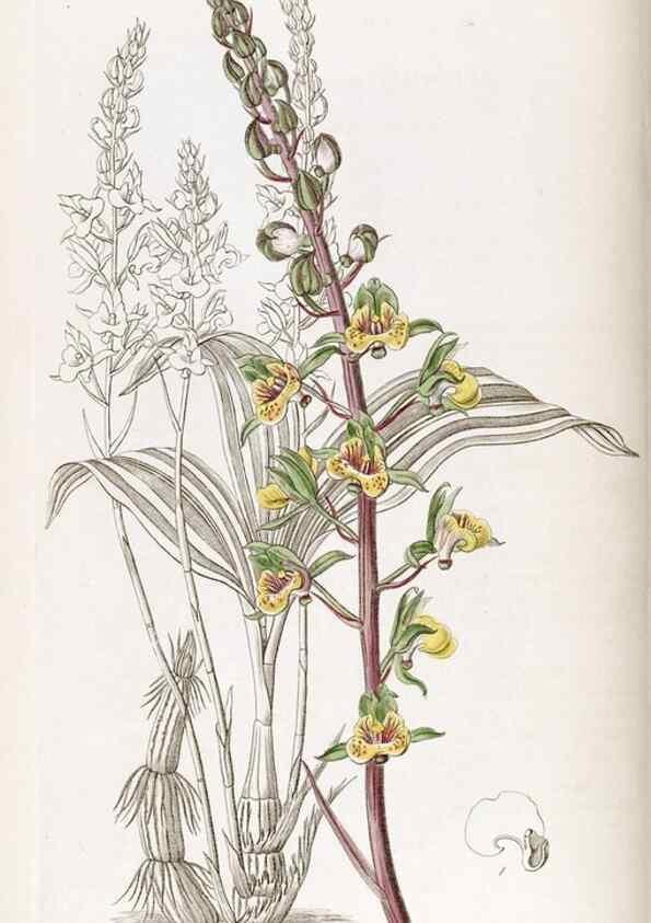 Reproducción/Reproduction 49822419712: Edwards's botanical register.. London :James Ridgway,1829-1847.. 