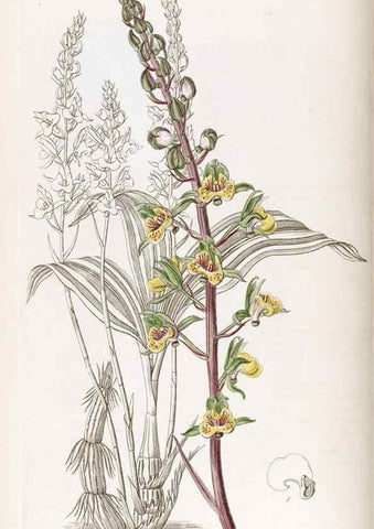 Reproducción/Reproduction 49822419712: Edwards's botanical register.. London :James Ridgway,1829-1847.. 