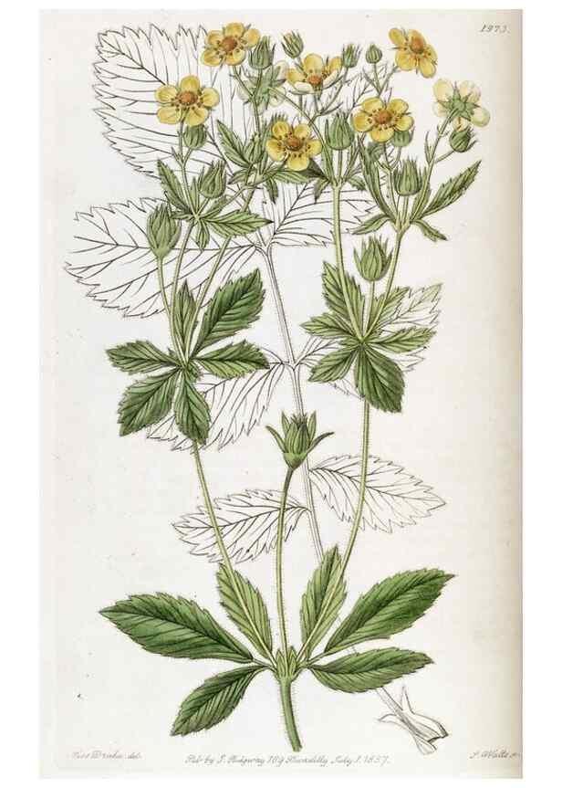 Reproducción/Reproduction 49822106176: Edwards's botanical register.. London :James Ridgway,1829-1847.. 