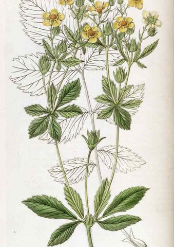 Reproducción/Reproduction 49822106176: Edwards's botanical register.. London :James Ridgway,1829-1847.. 