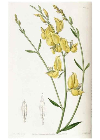 Reproducción/Reproduction 49822106416: Edwards's botanical register.. London :James Ridgway,1829-1847.. 