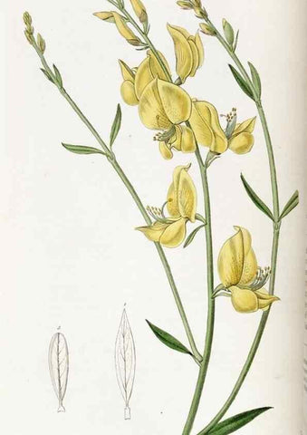Reproducción/Reproduction 49822106416: Edwards's botanical register.. London :James Ridgway,1829-1847.. 