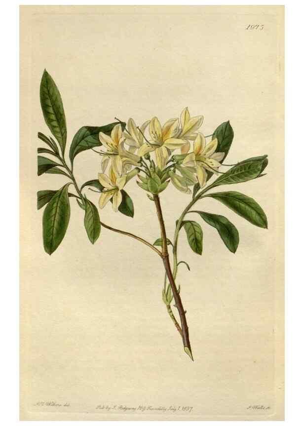 Reproducción/Reproduction 49822107046: Edwards's botanical register.. London :James Ridgway,1829-1847.. 
