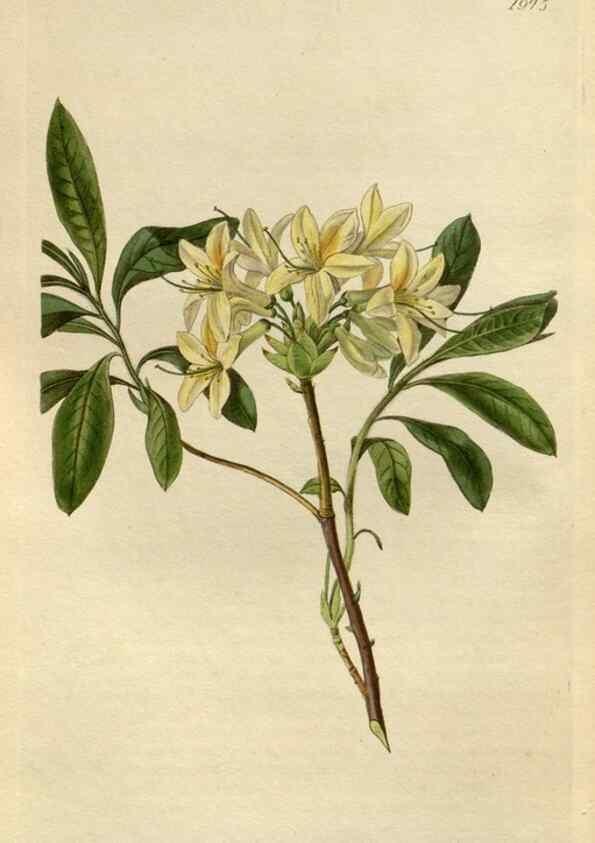 Reproducción/Reproduction 49822107046: Edwards's botanical register.. London :James Ridgway,1829-1847.. 