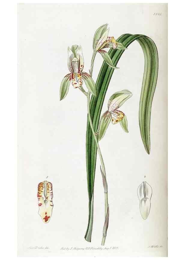 Reproducción/Reproduction 49822107331: Edwards's botanical register.. London :James Ridgway,1829-1847.. 