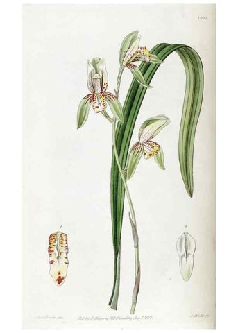 Reproducción/Reproduction 49822107331: Edwards's botanical register.. London :James Ridgway,1829-1847.. 