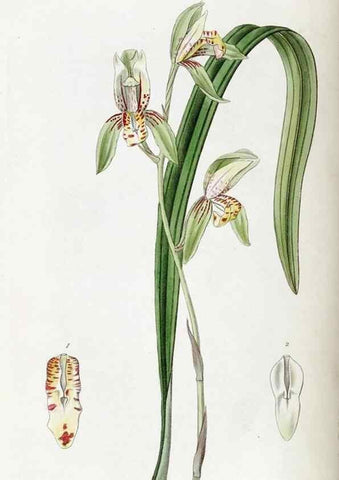 Reproducción/Reproduction 49822107331: Edwards's botanical register.. London :James Ridgway,1829-1847.. 