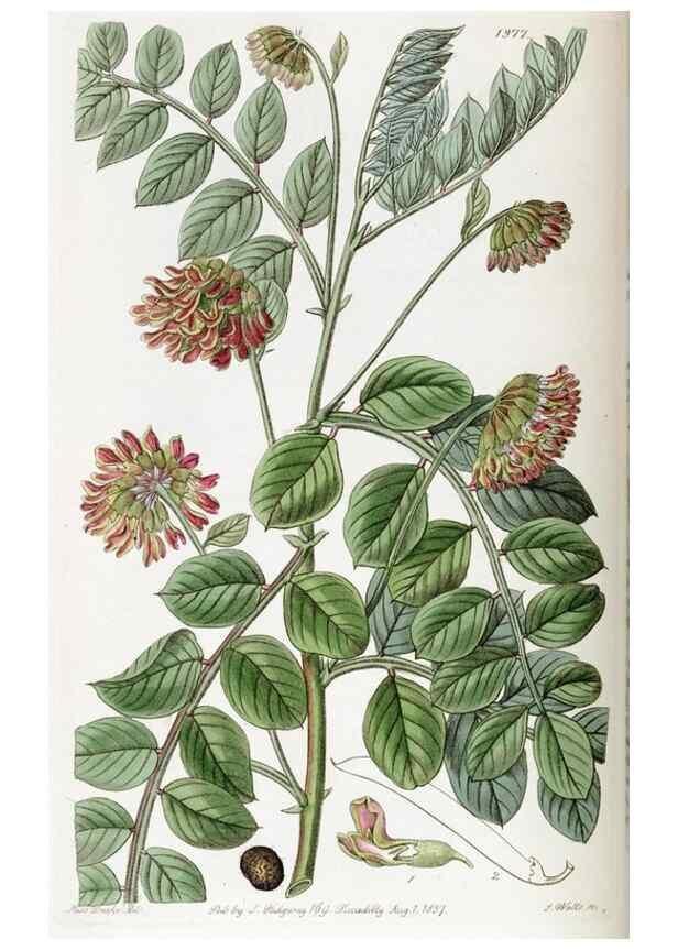 Reproducción/Reproduction 49822107801: Edwards's botanical register.. London :James Ridgway,1829-1847.. 