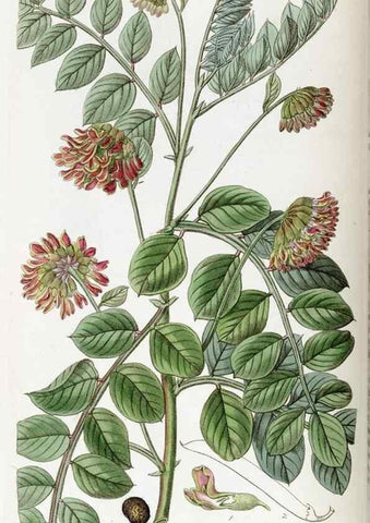 Reproducción/Reproduction 49822107801: Edwards's botanical register.. London :James Ridgway,1829-1847.. 