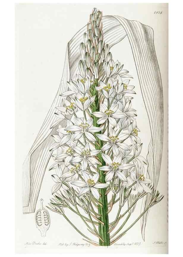 Reproducción/Reproduction 49822421757: Edwards's botanical register.. London :James Ridgway,1829-1847.. 