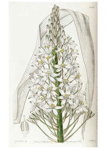 Reproducción/Reproduction 49822421757: Edwards's botanical register.. London :James Ridgway,1829-1847.. 