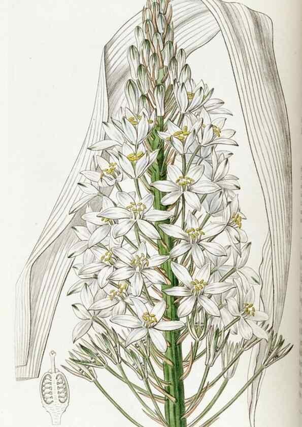 Reproducción/Reproduction 49822421757: Edwards's botanical register.. London :James Ridgway,1829-1847.. 