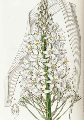 Reproducción/Reproduction 49822421757: Edwards's botanical register.. London :James Ridgway,1829-1847.. 