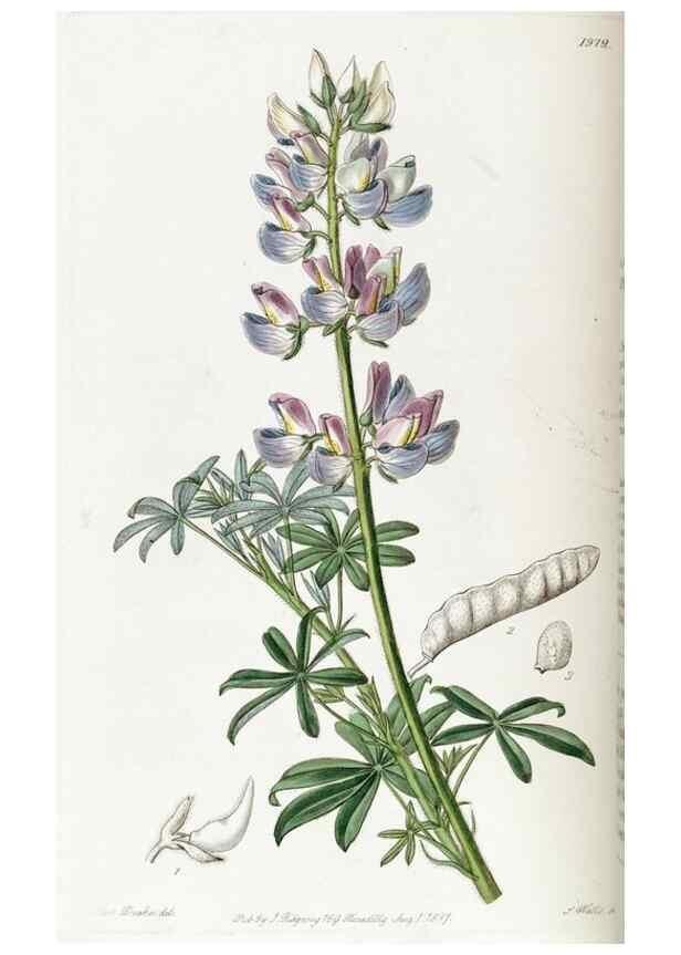 Reproducción/Reproduction 49821570948: Edwards's botanical register.. London :James Ridgway,1829-1847.. 