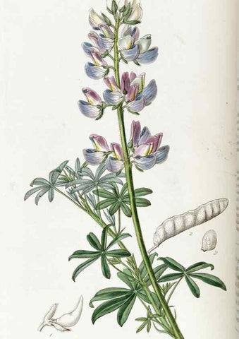 Reproducción/Reproduction 49821570948: Edwards's botanical register.. London :James Ridgway,1829-1847.. 