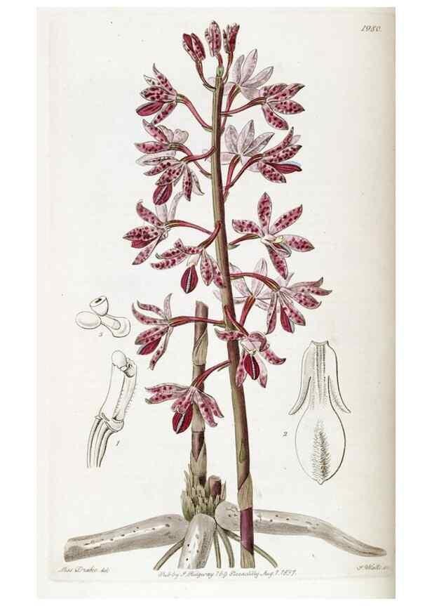 Reproducción/Reproduction 49822422477: Edwards's botanical register.. London :James Ridgway,1829-1847.. 