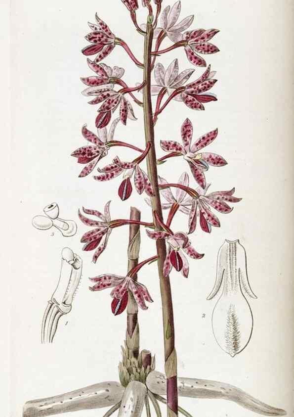 Reproducción/Reproduction 49822422477: Edwards's botanical register.. London :James Ridgway,1829-1847.. 