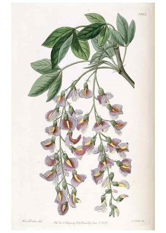 Reproducción/Reproduction 49822349087: Edwards's botanical register.. London :James Ridgway,1829-1847.. 
