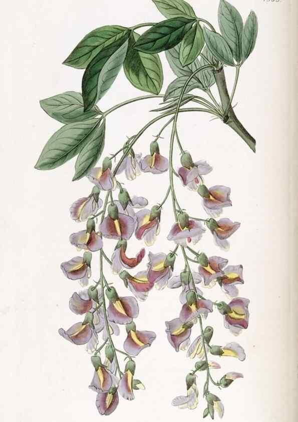 Reproducción/Reproduction 49822349087: Edwards's botanical register.. London :James Ridgway,1829-1847.. 