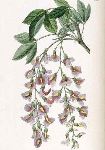Reproducción/Reproduction 49822349087: Edwards's botanical register.. London :James Ridgway,1829-1847.. 
