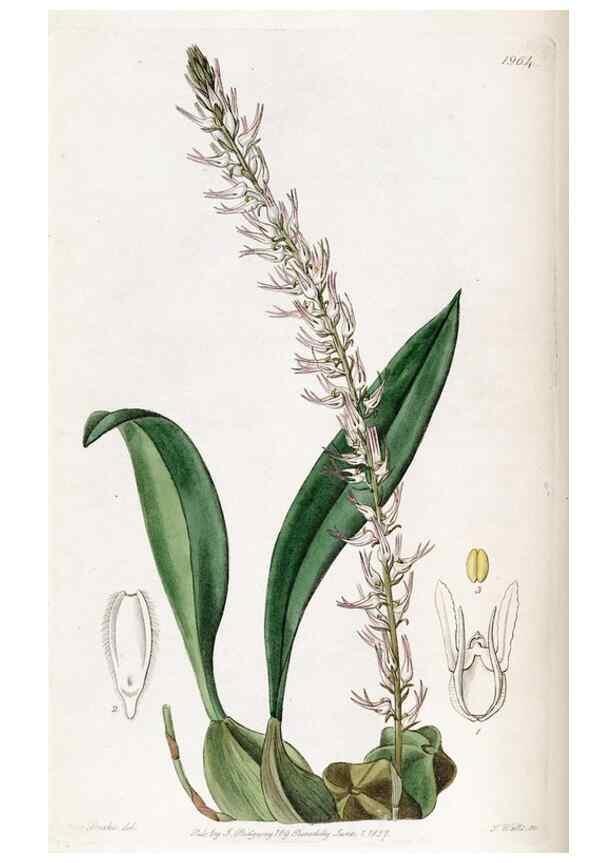 Reproducción/Reproduction 49822036291: Edwards's botanical register.. London :James Ridgway,1829-1847.. 