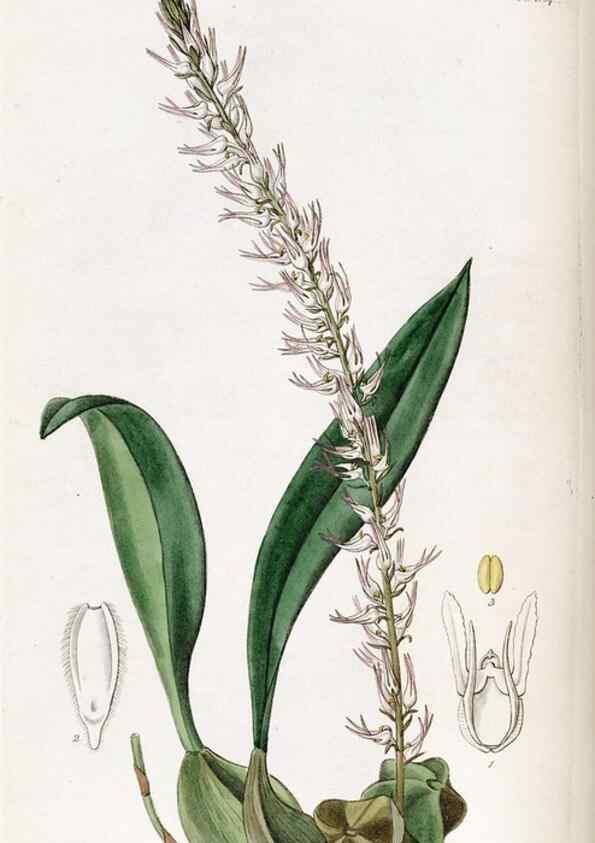 Reproducción/Reproduction 49822036291: Edwards's botanical register.. London :James Ridgway,1829-1847.. 