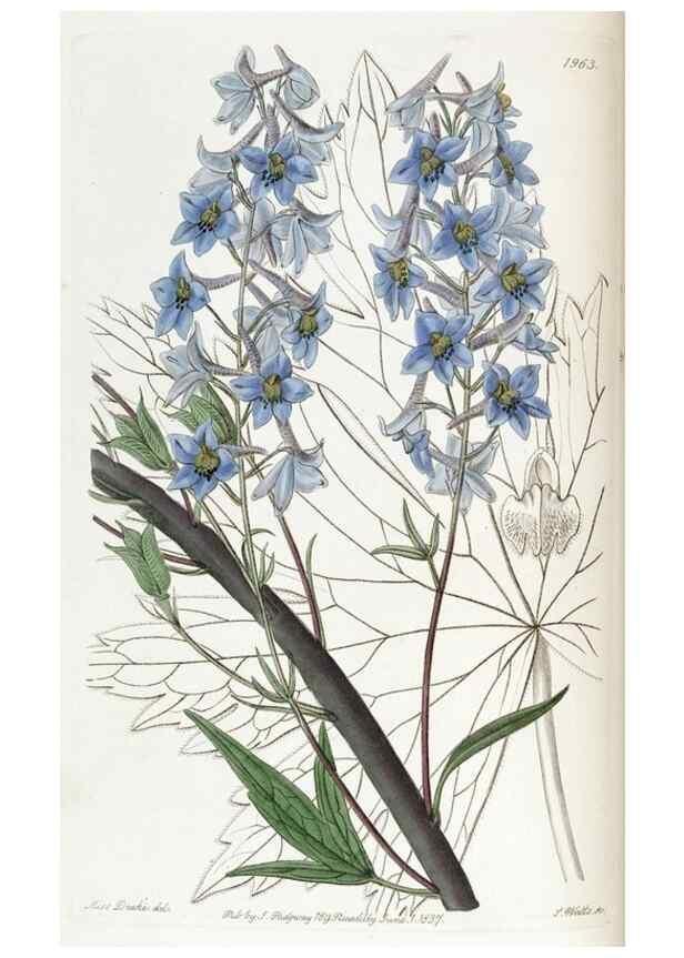 Reproducción/Reproduction 49821498348: Edwards's botanical register.. London :James Ridgway,1829-1847.. 