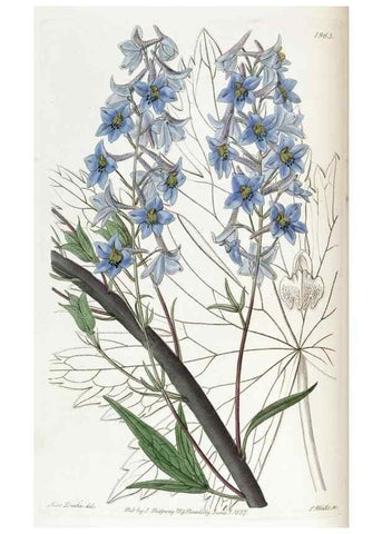 Reproducción/Reproduction 49821498348: Edwards's botanical register.. London :James Ridgway,1829-1847.. 