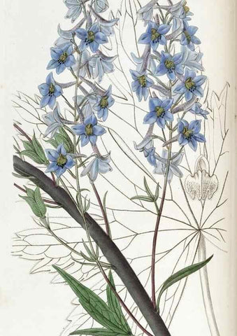 Reproducción/Reproduction 49821498348: Edwards's botanical register.. London :James Ridgway,1829-1847.. 