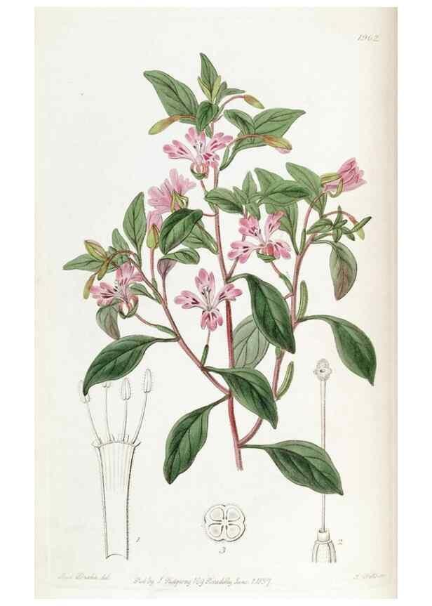 Reproducción/Reproduction 49822035286: Edwards's botanical register.. London :James Ridgway,1829-1847.. 