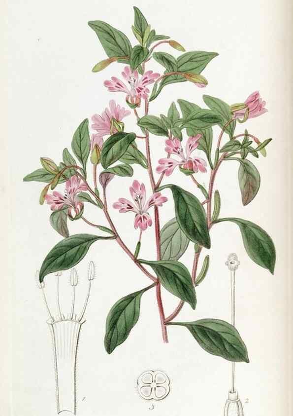 Reproducción/Reproduction 49822035286: Edwards's botanical register.. London :James Ridgway,1829-1847.. 