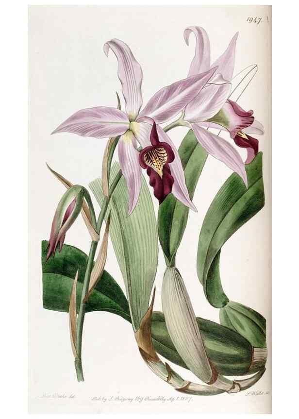 Reproducción/Reproduction 49821491363: Edwards's botanical register.. London :James Ridgway,1829-1847.. 