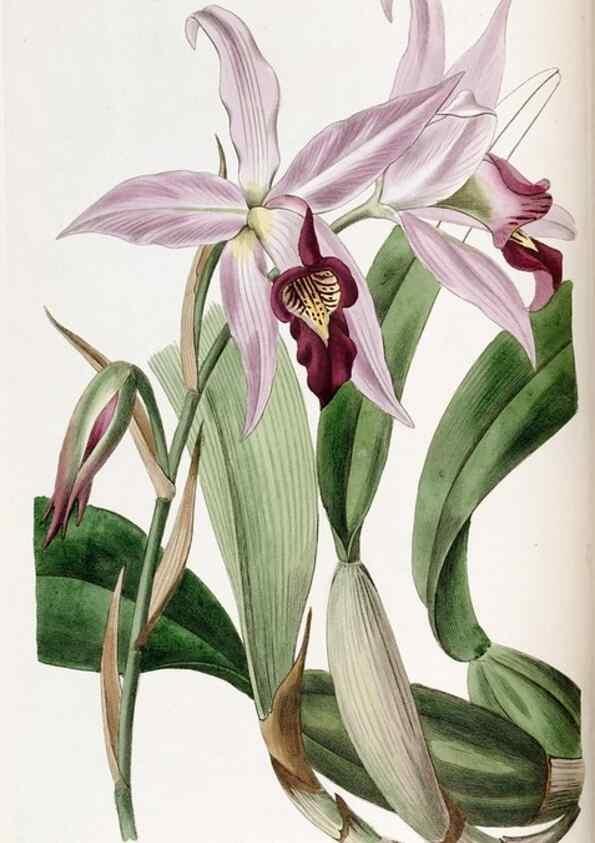 Reproducción/Reproduction 49821491363: Edwards's botanical register.. London :James Ridgway,1829-1847.. 