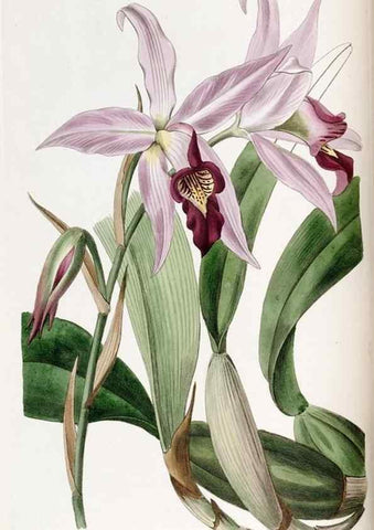 Reproducción/Reproduction 49821491363: Edwards's botanical register.. London :James Ridgway,1829-1847.. 