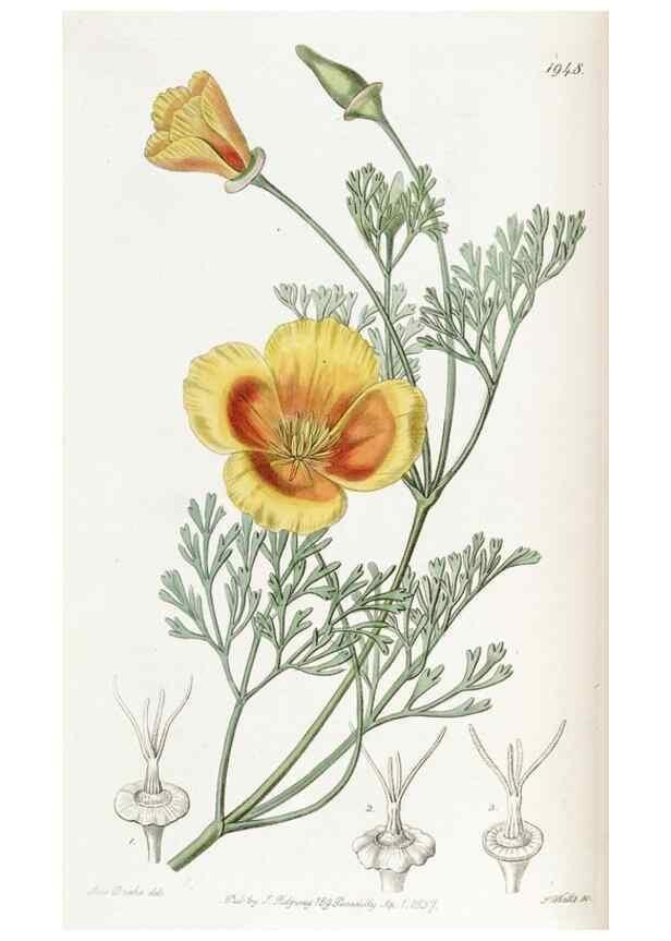 Reproducción/Reproduction 49822341702: Edwards's botanical register.. London :James Ridgway,1829-1847.. 